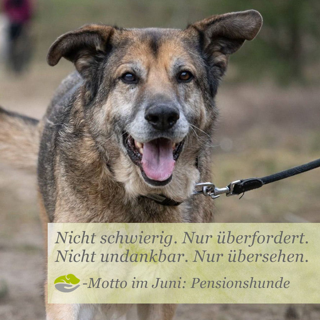 SALVA Motto im Juni: Pensionshunde
