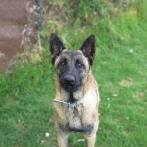 Malinois Mischling Sancho, 05/2024, ca. 65 cm
