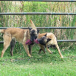 Malinois Mischling Sancho, 05/2024, ca. 65 cm