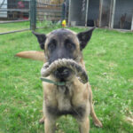 Malinois Mischling Sancho, 05/2024, ca. 65 cm