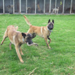 Malinois Mischling Sancho, 05/2024, ca. 65 cm
