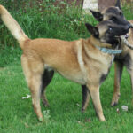 Malinois Mischling Sancho, 05/2024, ca. 65 cm