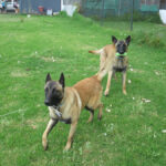 Malinois Mischling Sancho, 05/2024, ca. 65 cm