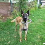 Malinois Mischling Sancho, 05/2024, ca. 65 cm