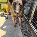 Malinois Mischling Sancho, 05/2024, ca. 65 cm