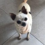 Chihuahua Sara, 09/2018, ca. 20 cm, 27729 Hambergen