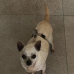 Chihuahua Sara, 09/2018, ca. 20 cm, 27729 Hambergen