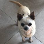 Chihuahua Sara, 09/2018, ca. 20 cm, 27729 Hambergen