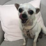 Chihuahua Sara, 09/2018, ca. 20 cm, 27729 Hambergen