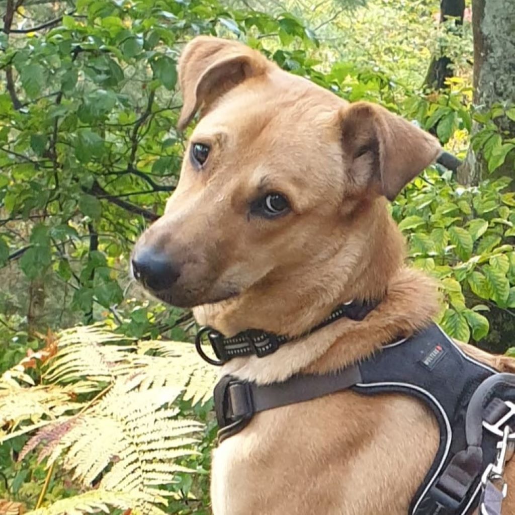 Baladi Sekani, 10/2022, ca. 60 cm, 66994 Dahn