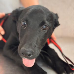 Labrador Mischling Sky, 01/2025, Endgröße ca. 55 cm