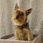 Yorkshire Terrier Sol, 05/2023, ca. 27 cm, 17495 Karlsburg