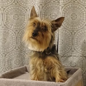 Yorkshire Terrier Sol, 05/2023, ca. 27 cm, 17495 Karlsburg