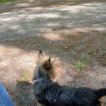 Yorkshire Terrier Sol, 05/2023, ca. 27 cm, 17495 Karlsburg