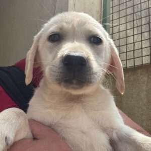 Labrador Spinell, 02/2025, Endgröße ca. 60 cm