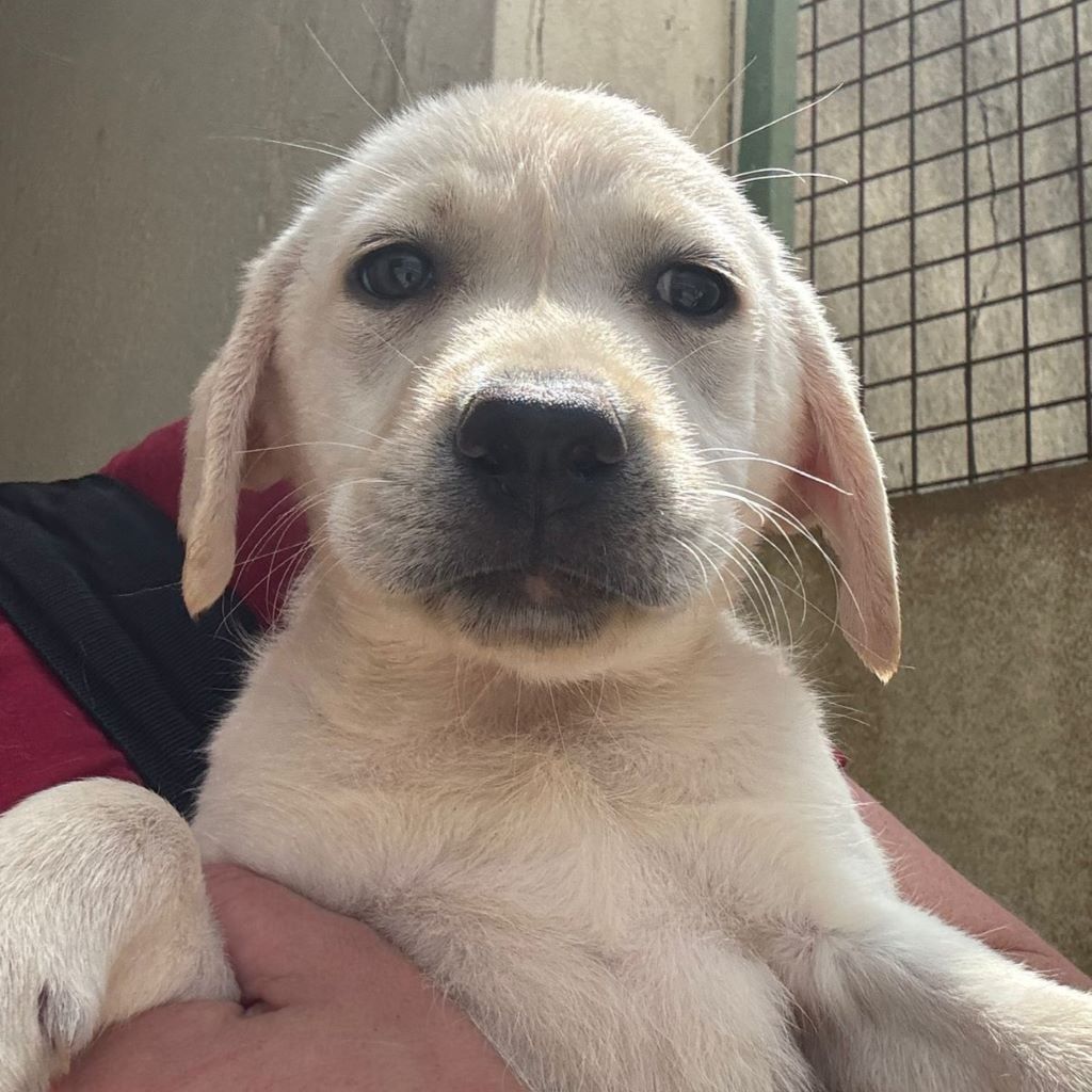 Labrador Spinell, 02/2025, Endgröße ca. 60 cm