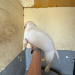 Labrador Spinell, 02/2025, Endgröße ca. 60 cm