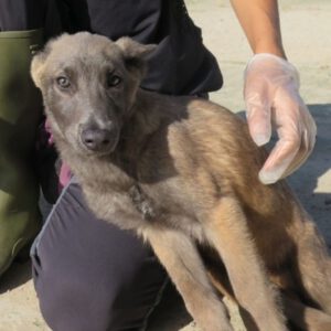 Malinois Stich, 02/2025, Endgröße ca. 40 cm