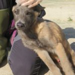 Malinois Stich, 02/2025, Endgröße ca. 40 cm