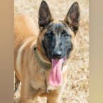 Malinois Tara, 01/2025, Endgröße ca. 65 cm