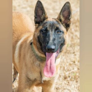Malinois Tara, 01/2025, Endgröße ca. 65 cm