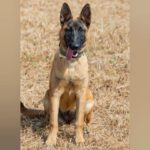 Malinois Tara, 01/2025, Endgröße ca. 65 cm