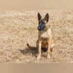 Malinois Tara, 01/2025, Endgröße ca. 65 cm