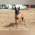 Malinois Tara, 01/2025, Endgröße ca. 65 cm