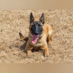 Malinois Tara, 01/2025, Endgröße ca. 65 cm
