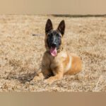 Malinois Tara, 01/2025, Endgröße ca. 65 cm