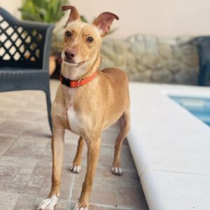Podenco Teo, 05/2024, ca. 40 cm