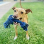 Podenco Teo, 05/2024, ca. 40 cm