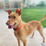 Podenco Teo, 05/2024, ca. 40 cm