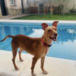 Podenco Teo, 05/2024, ca. 40 cm