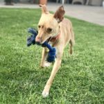 Podenco Teo, 05/2024, ca. 40 cm