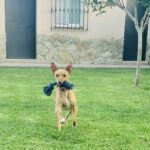 Podenco Teo, 05/2024, ca. 40 cm