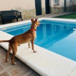 Podenco Teo, 05/2024, ca. 40 cm