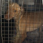 Podenco Teo, 05/2024, ca. 40 cm