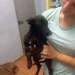 Malinois Mischling Teresa, 02/2025, Endgröße ca. 55- 65 cm
