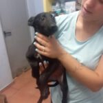 Malinois Mischling Teresa, 02/2025, Endgröße ca. 55- 65 cm