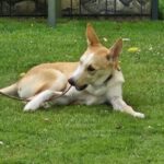 Husky Mischling Theo, 02/2025 Endgröße ca. 55 cm,28857 Syke