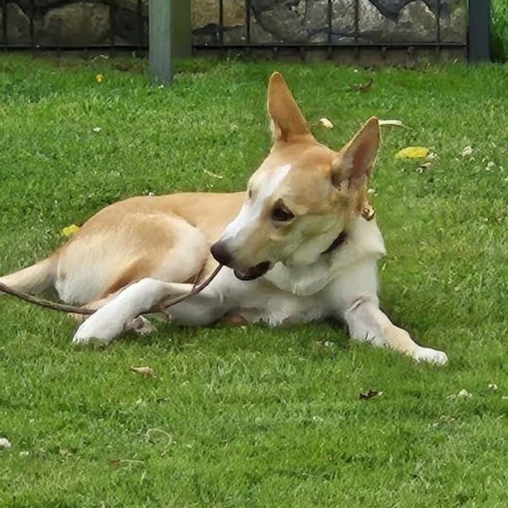 Husky Mischling Theo, 02/2025 Endgröße ca. 55 cm,28857 Syke