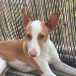 Podenco Timon, 06/2023, ca. 45 cm, 60487 Frankfurt am Main