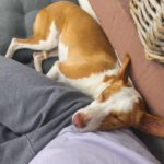 Podenco Timon, 06/2023, ca. 45 cm, 60487 Frankfurt am Main