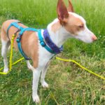 Podenco Timon, 06/2023, ca. 45 cm, 60487 Frankfurt am Main