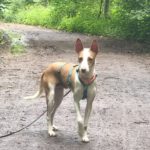 Podenco Timon, 06/2023, ca. 45 cm, 60487 Frankfurt am Main