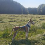 Podenco Timon, 06/2023, ca. 45 cm, 60487 Frankfurt am Main