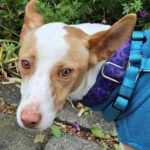 Podenco Timon, 06/2023, ca. 45 cm, 60487 Frankfurt am Main