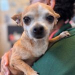 Chihuahua Tinkerbell, 06/2015, ca. 20 cm