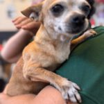 Chihuahua Tinkerbell, 06/2015, ca. 20 cm